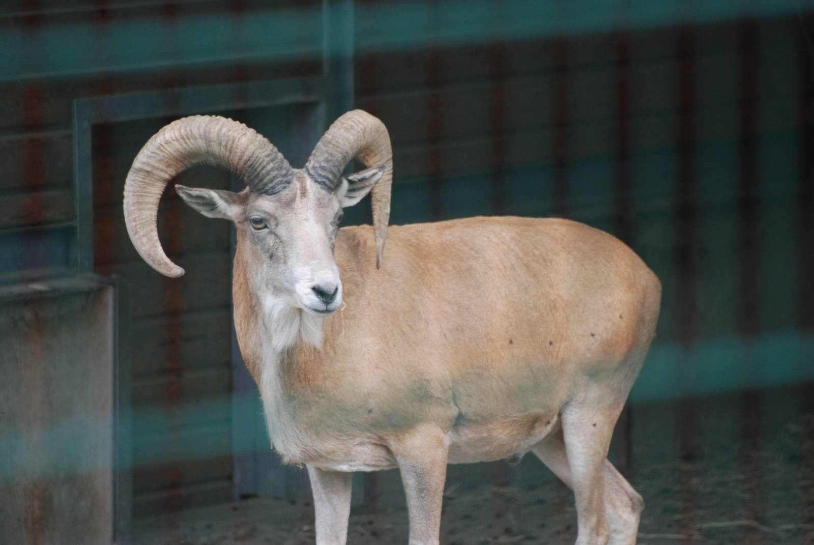 Afghan Red Sheep (Urial) at Tierpark Berlin, 30/08/11