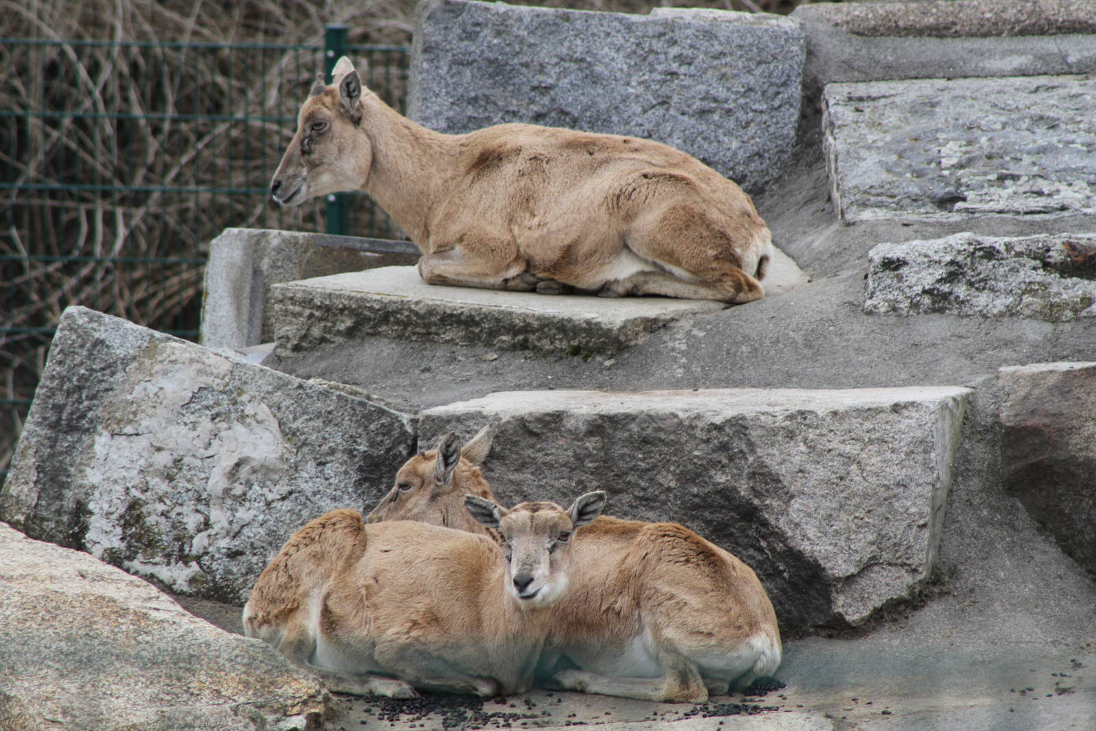 Afghan Urial (Ovis orientalis cycloceros)