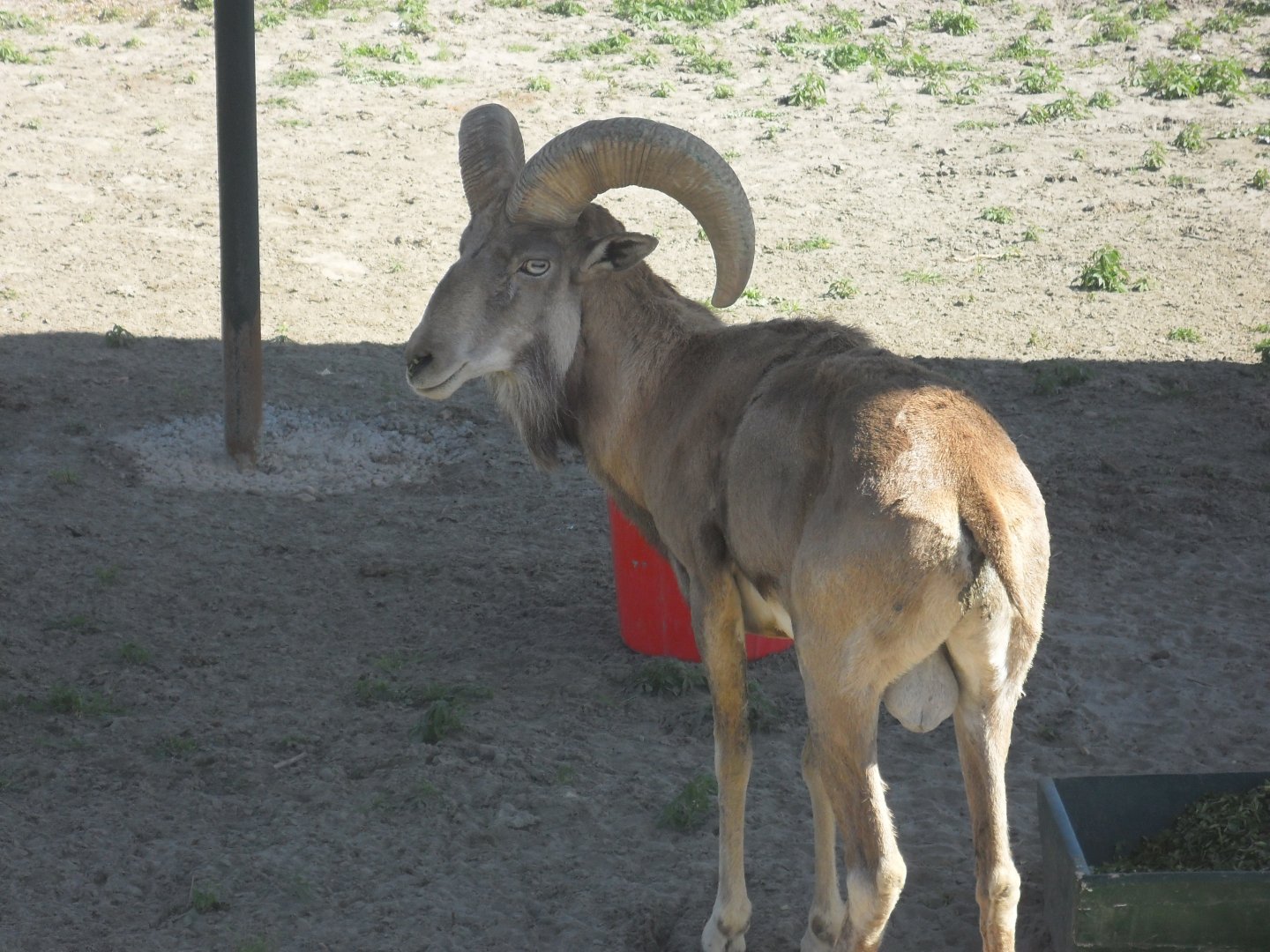 Afghan Urial - Peshawar zoo 17/2/2018