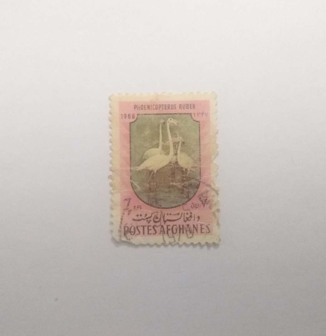 [Afghanistan] Phoenicopterus ruber - Postage stamp Afghanistan