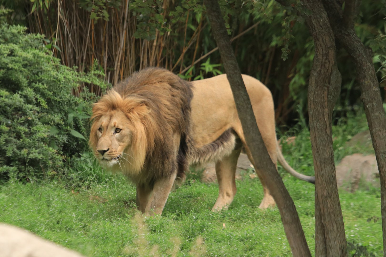 Afriacan lion (August 2019)