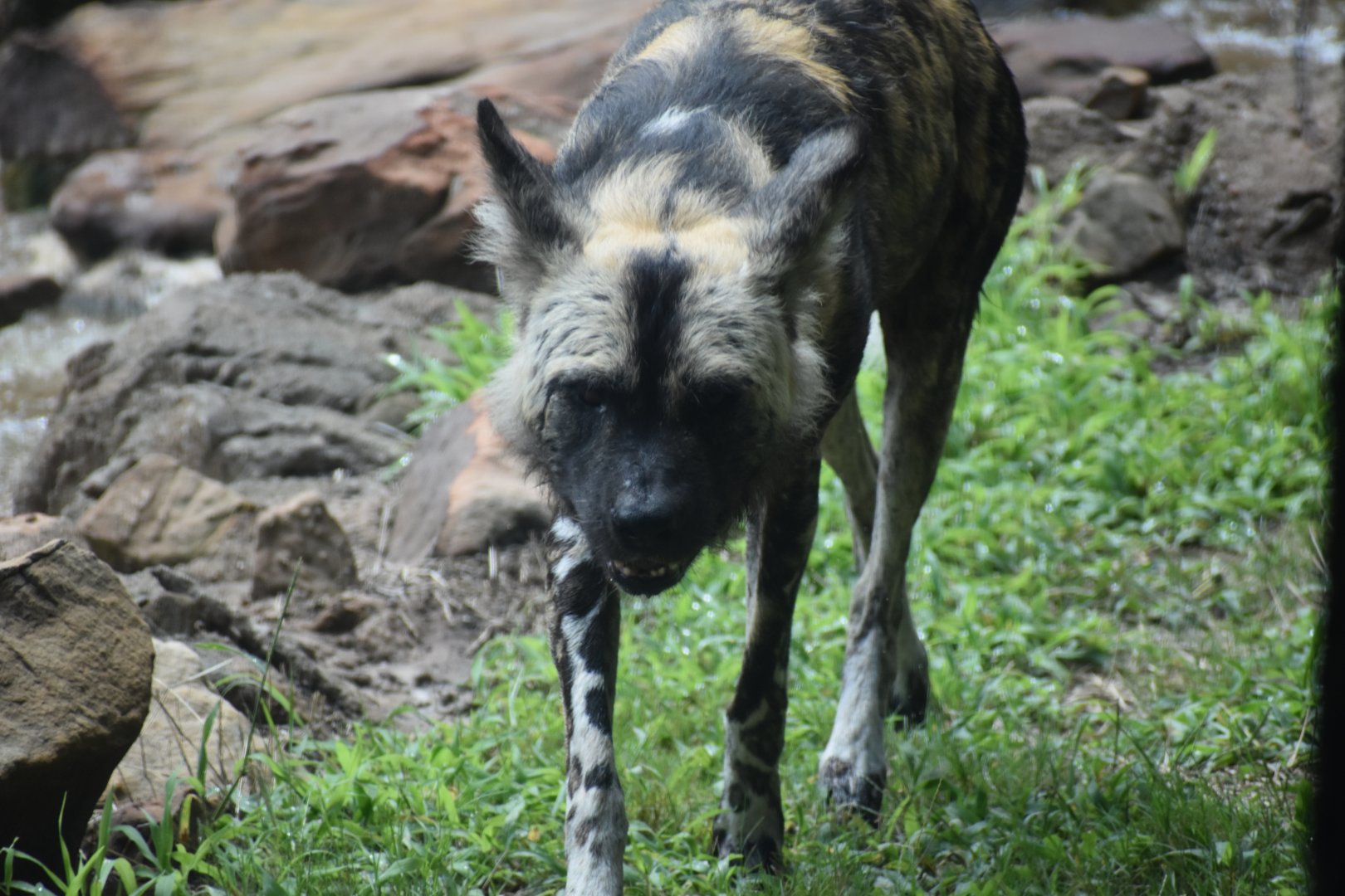 Afrian Wild Dog