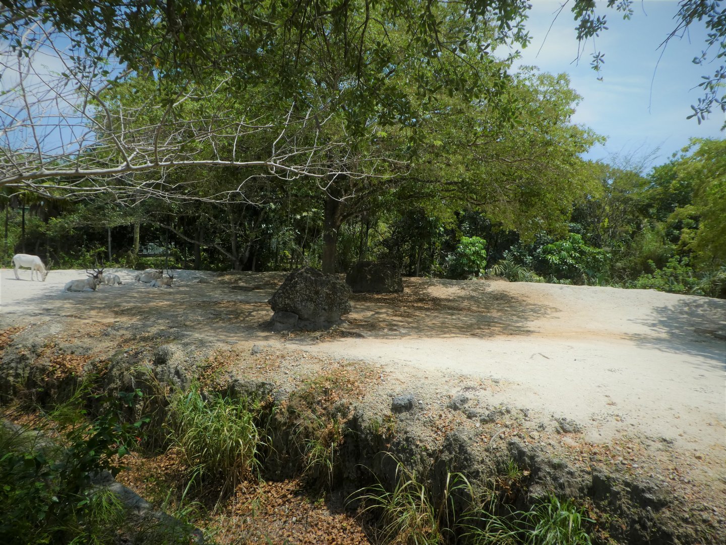 Africa - Addax Exhibit