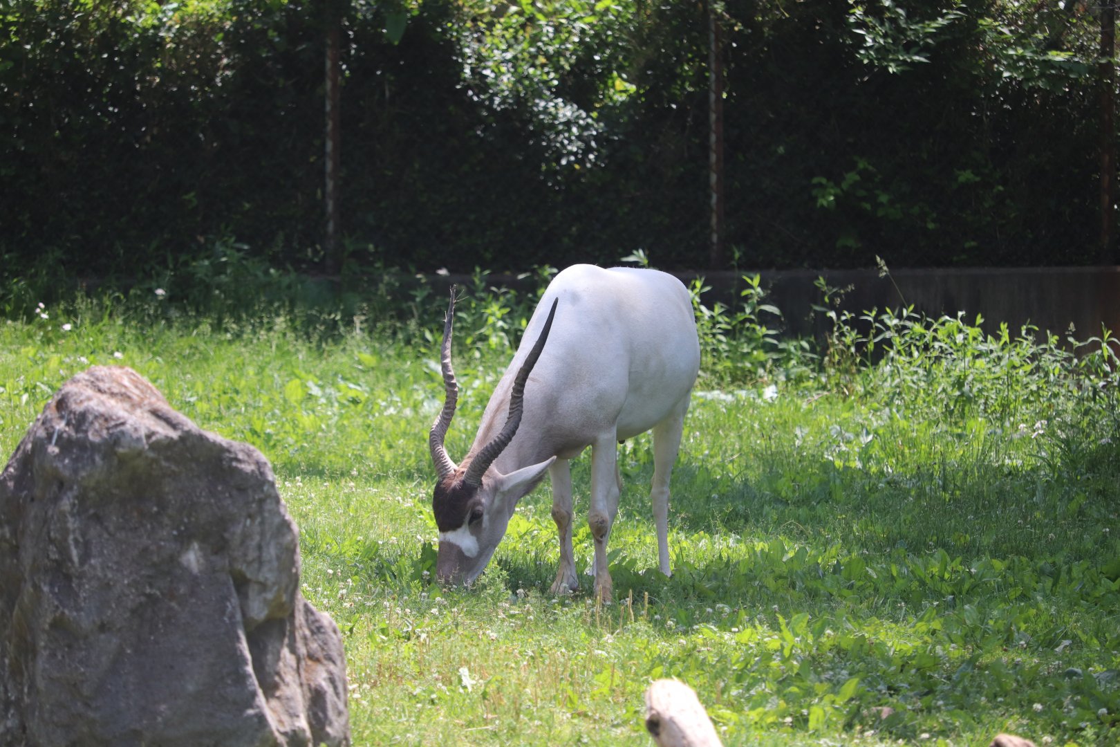 Africa - Addax