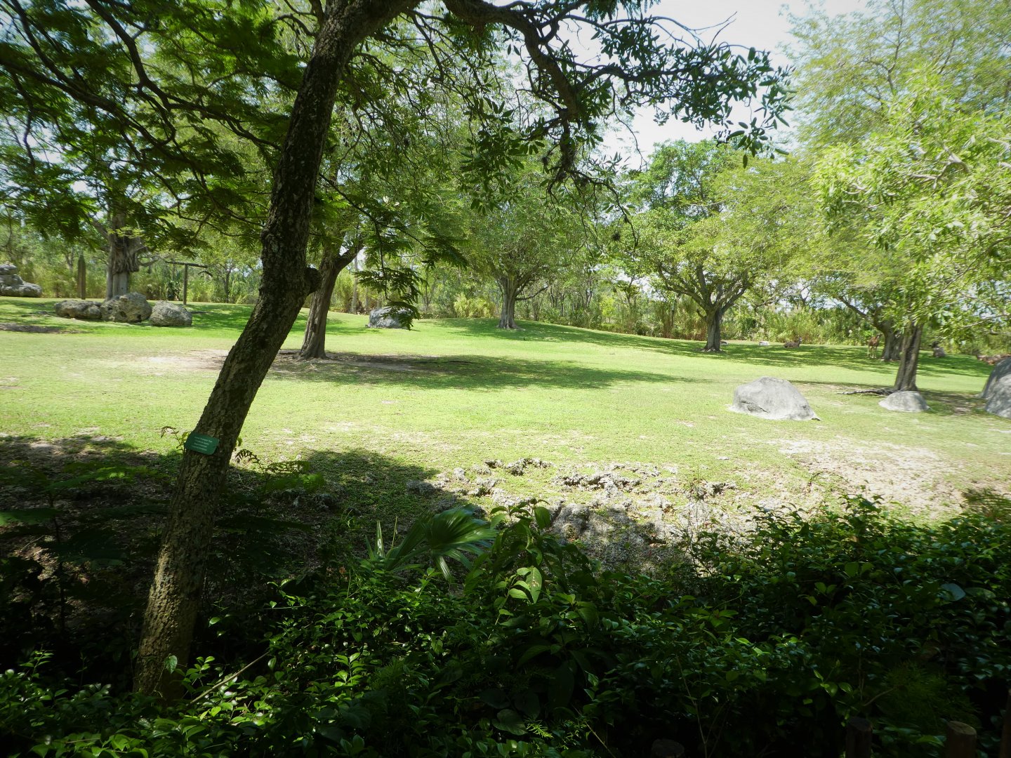 Africa - Addra Gazelle and Greater Kudu Exhibit