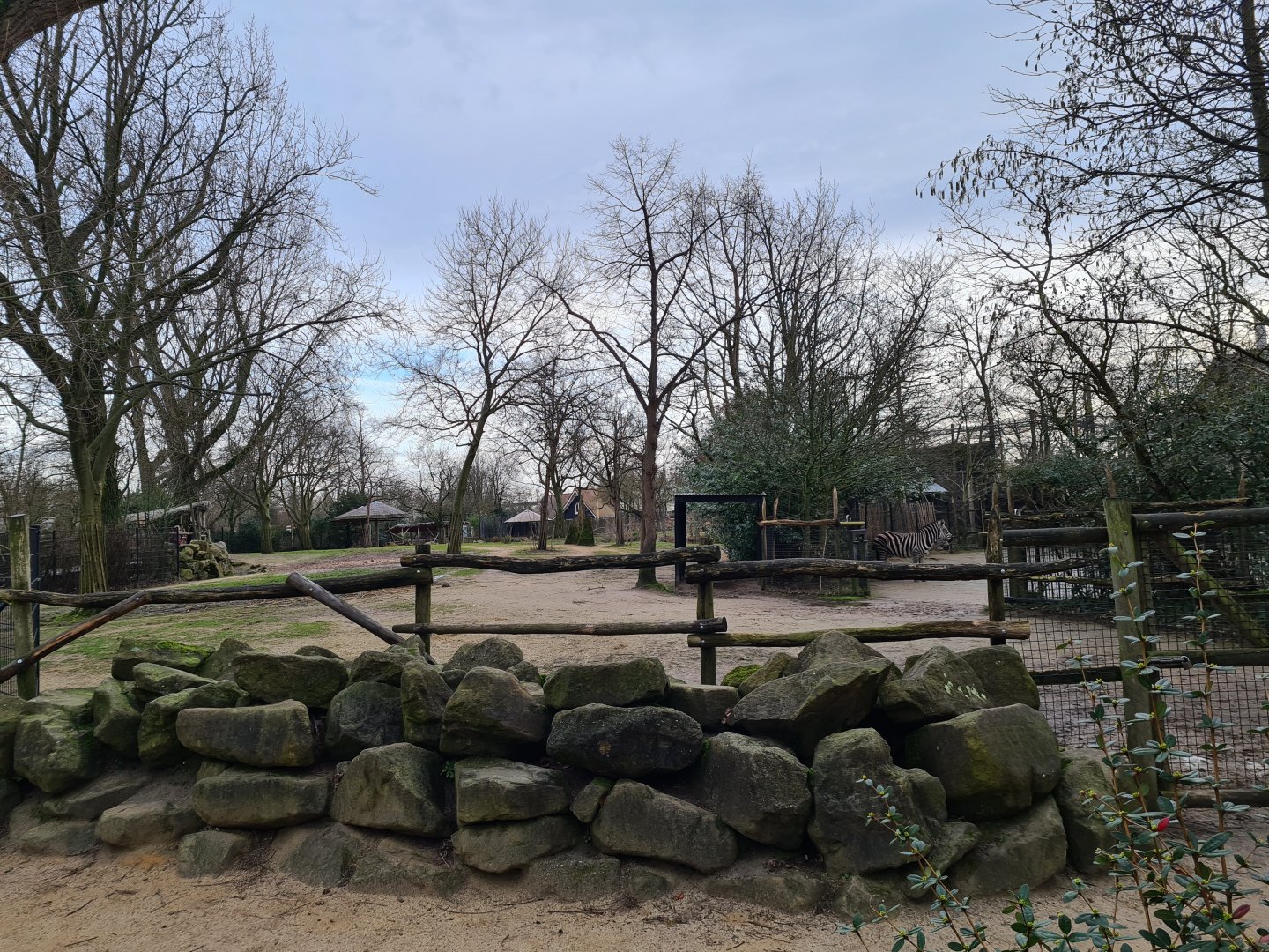 Africa - Addra gazelle paddock