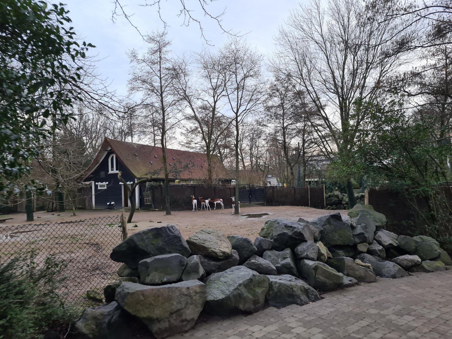 Africa - Addra gazelle paddock