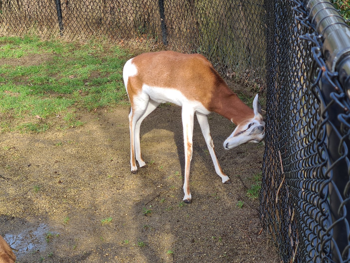 Africa - Addra gazelle with its horns stuck
