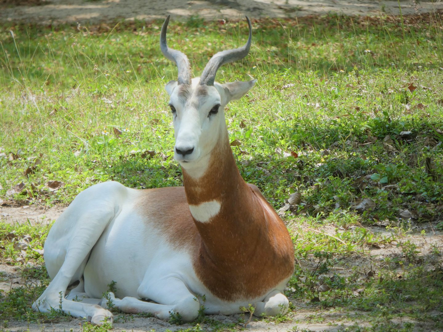 Africa - Addra Gazelle