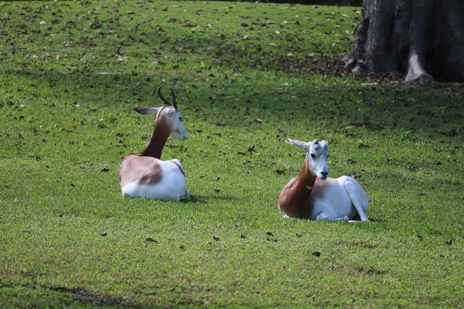 Africa - Addra Gazelle