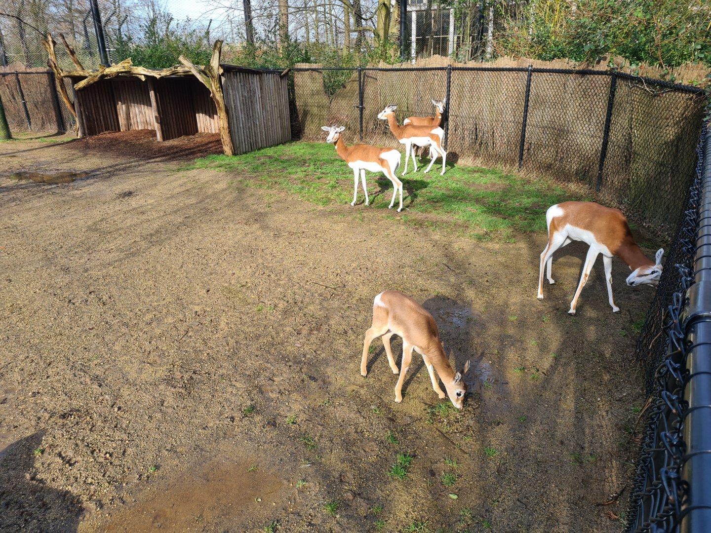 Africa - Addra gazelles