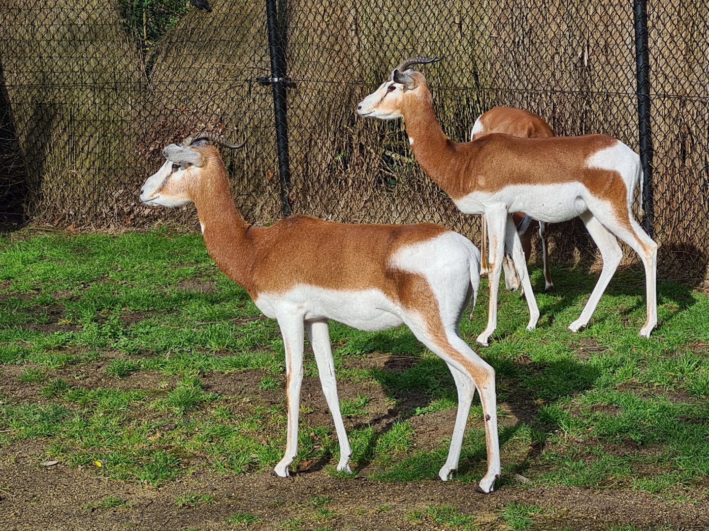 Africa - Addra gazelles