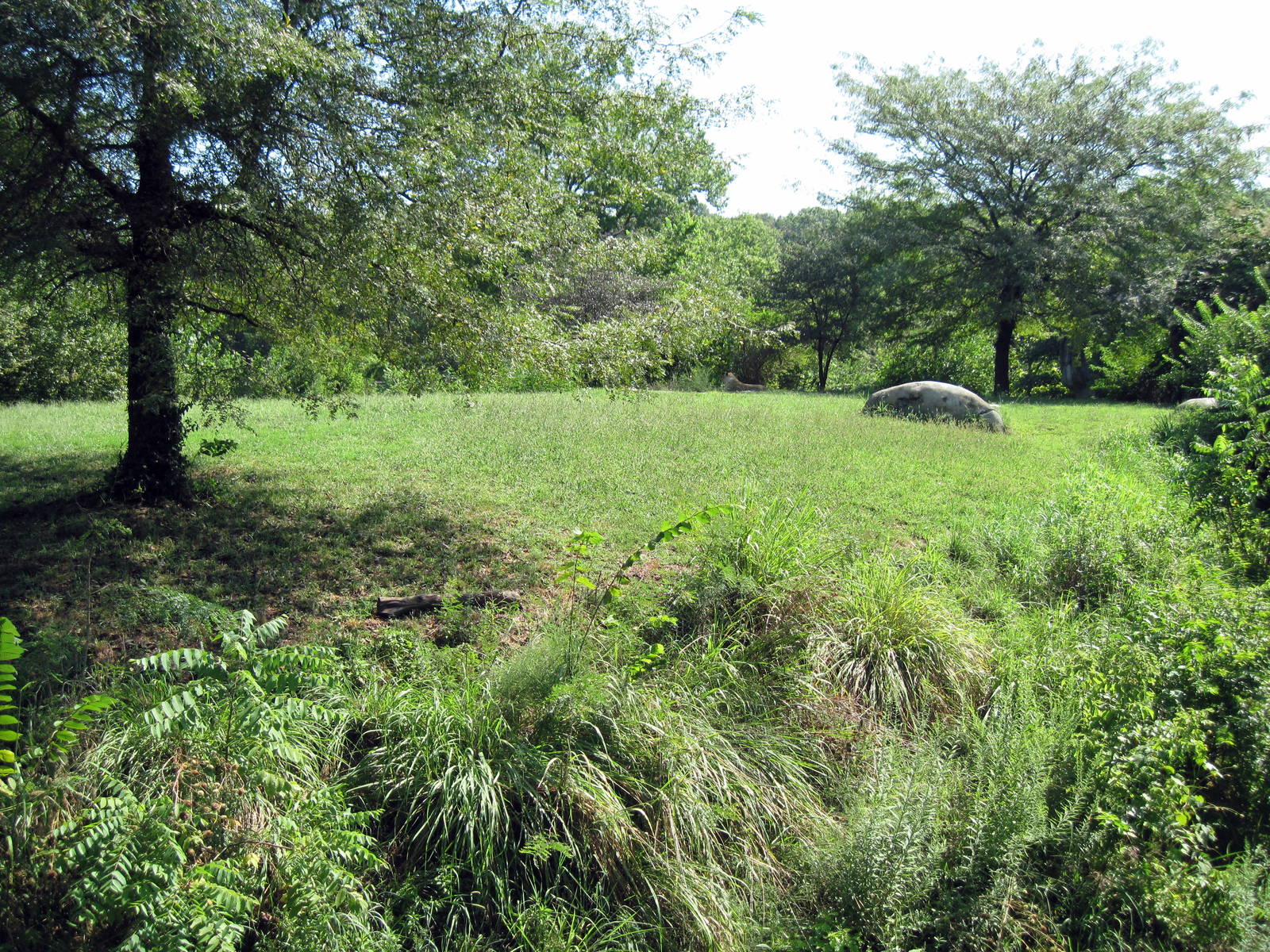 Africa-Africa Lion Exhibit