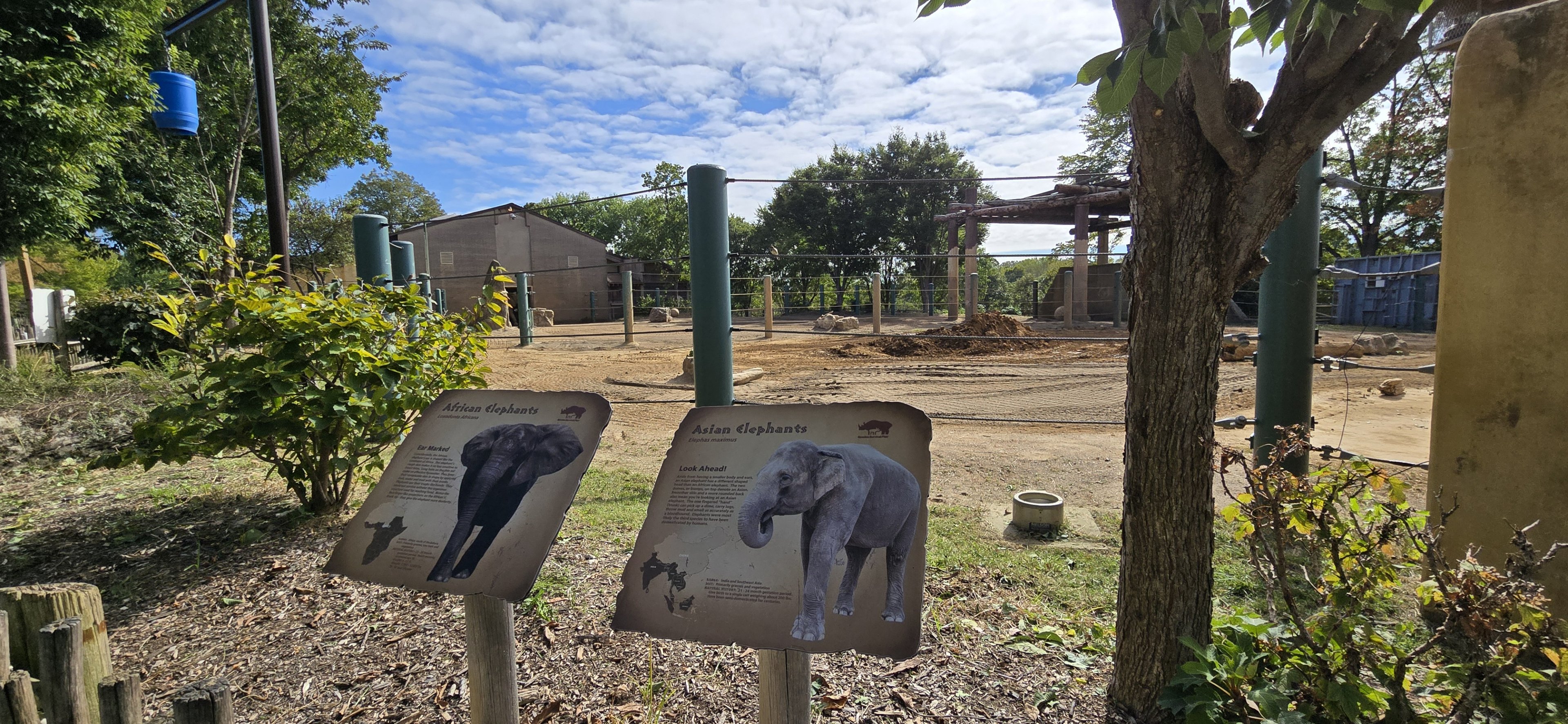 Africa - African and Asian elephants