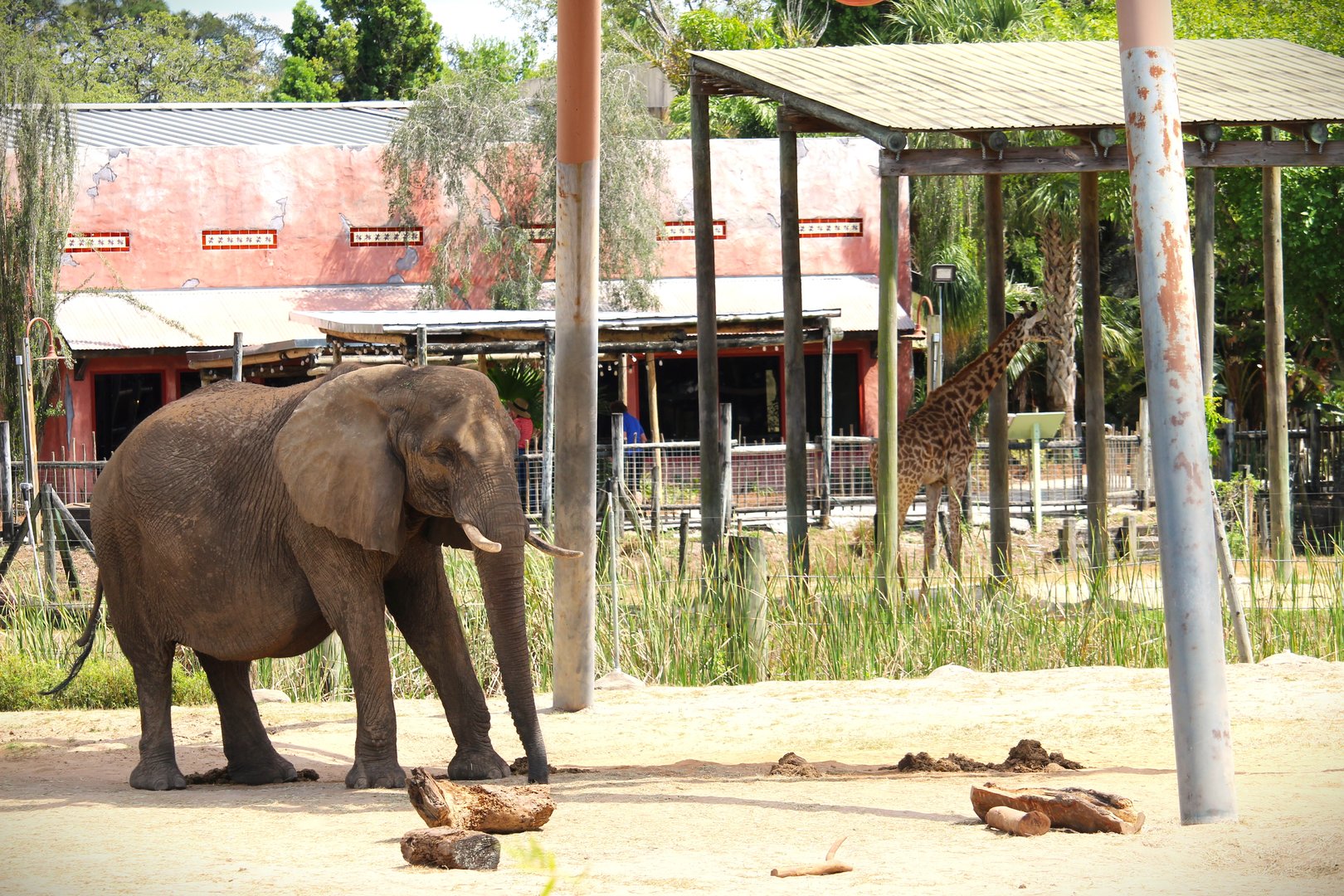 Africa - African Bush Elephant and Masai Giraffe