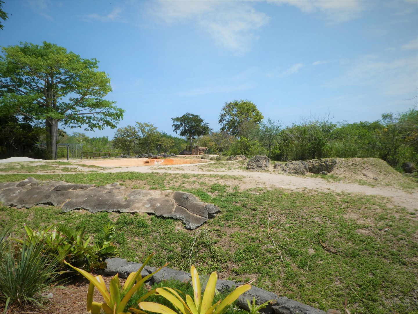 Africa - African Bush Elephant Exhibit