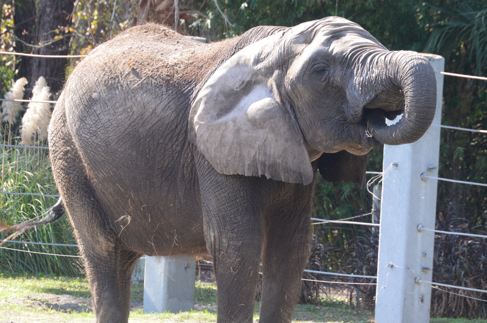 Africa - African Bush Elephant