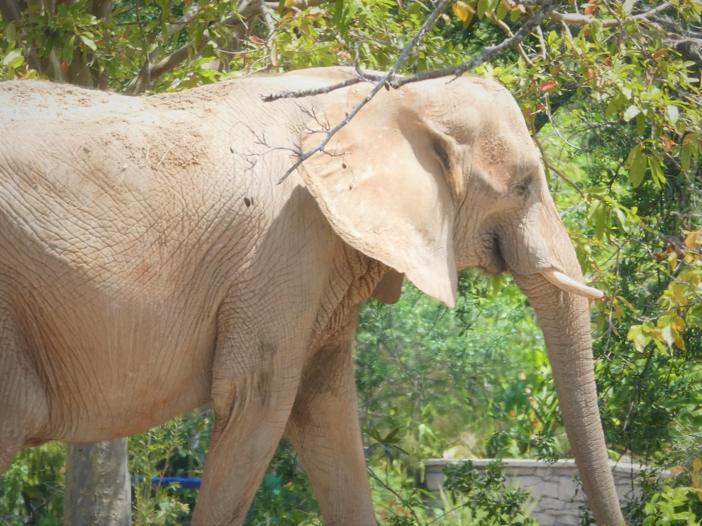 Africa - African Bush Elephant