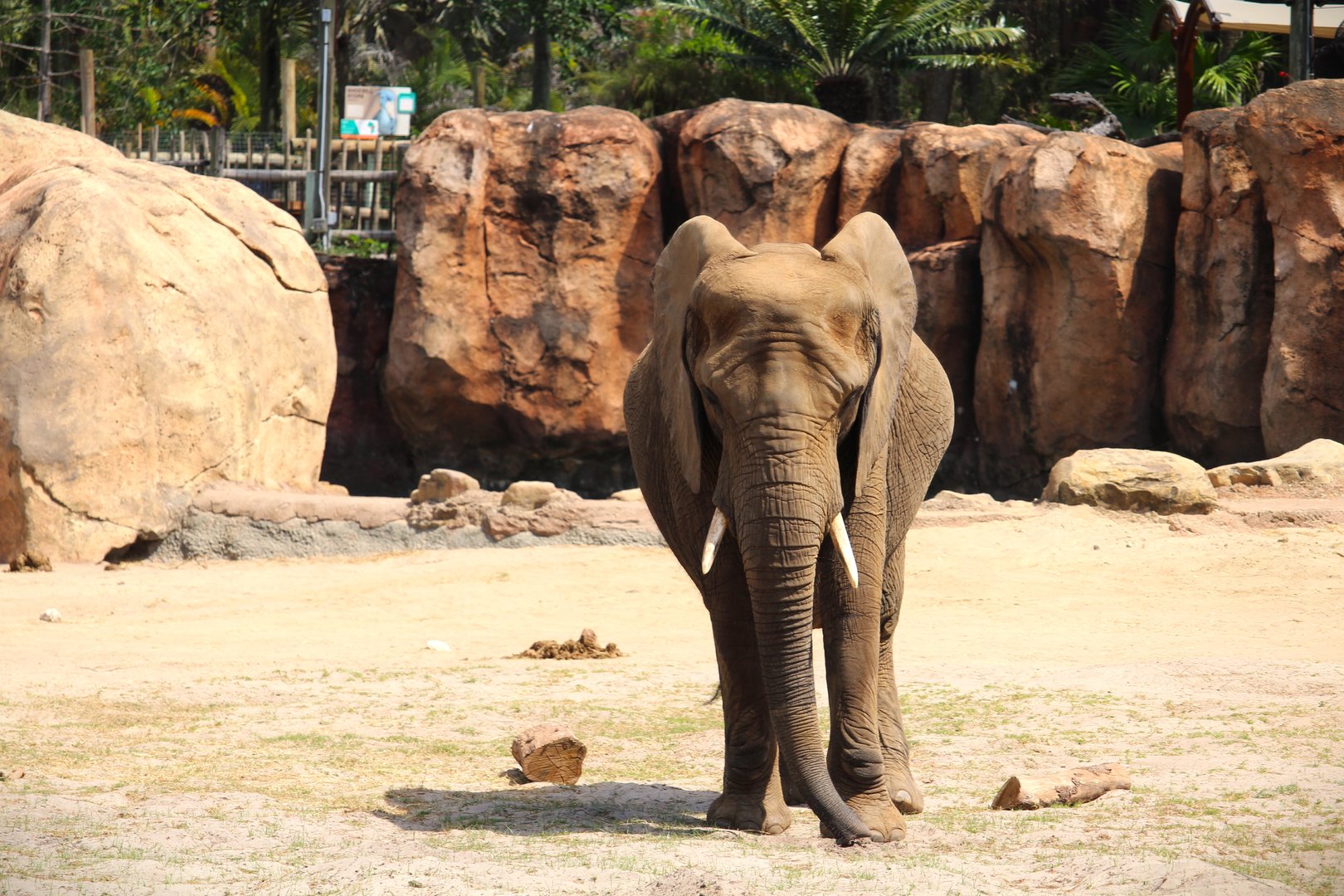Africa - African Bush Elephant