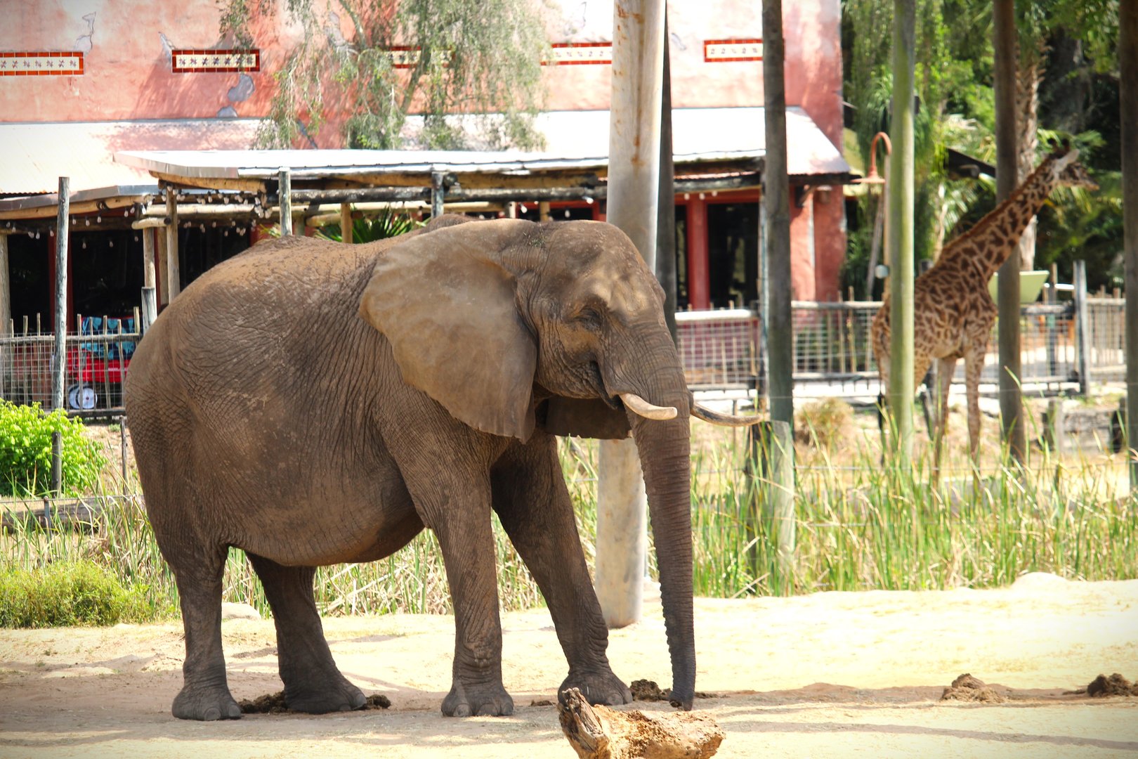 Africa - African Bush Elephant