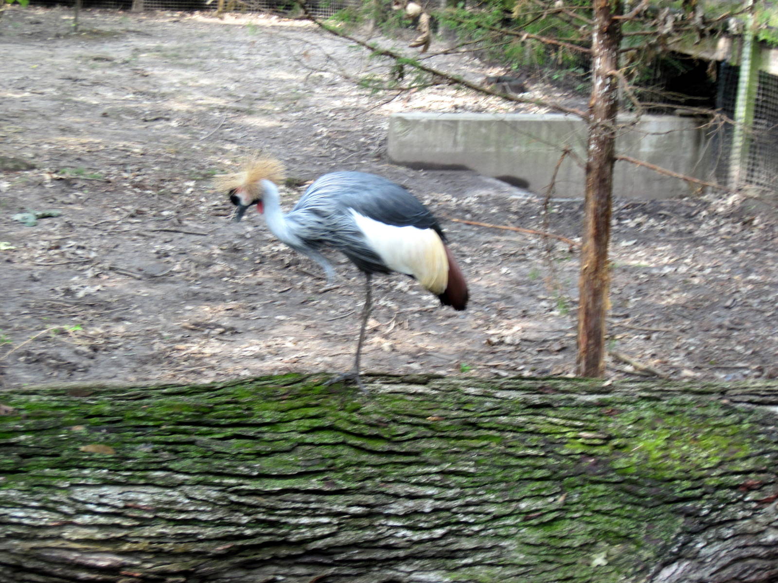 Africa-African Crowned Crane