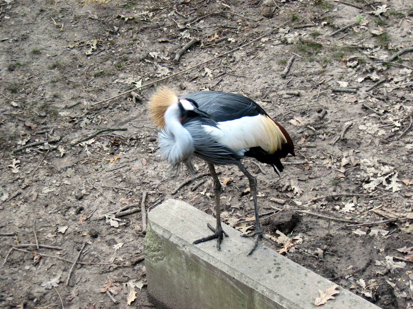 Africa-African Crowned Crane