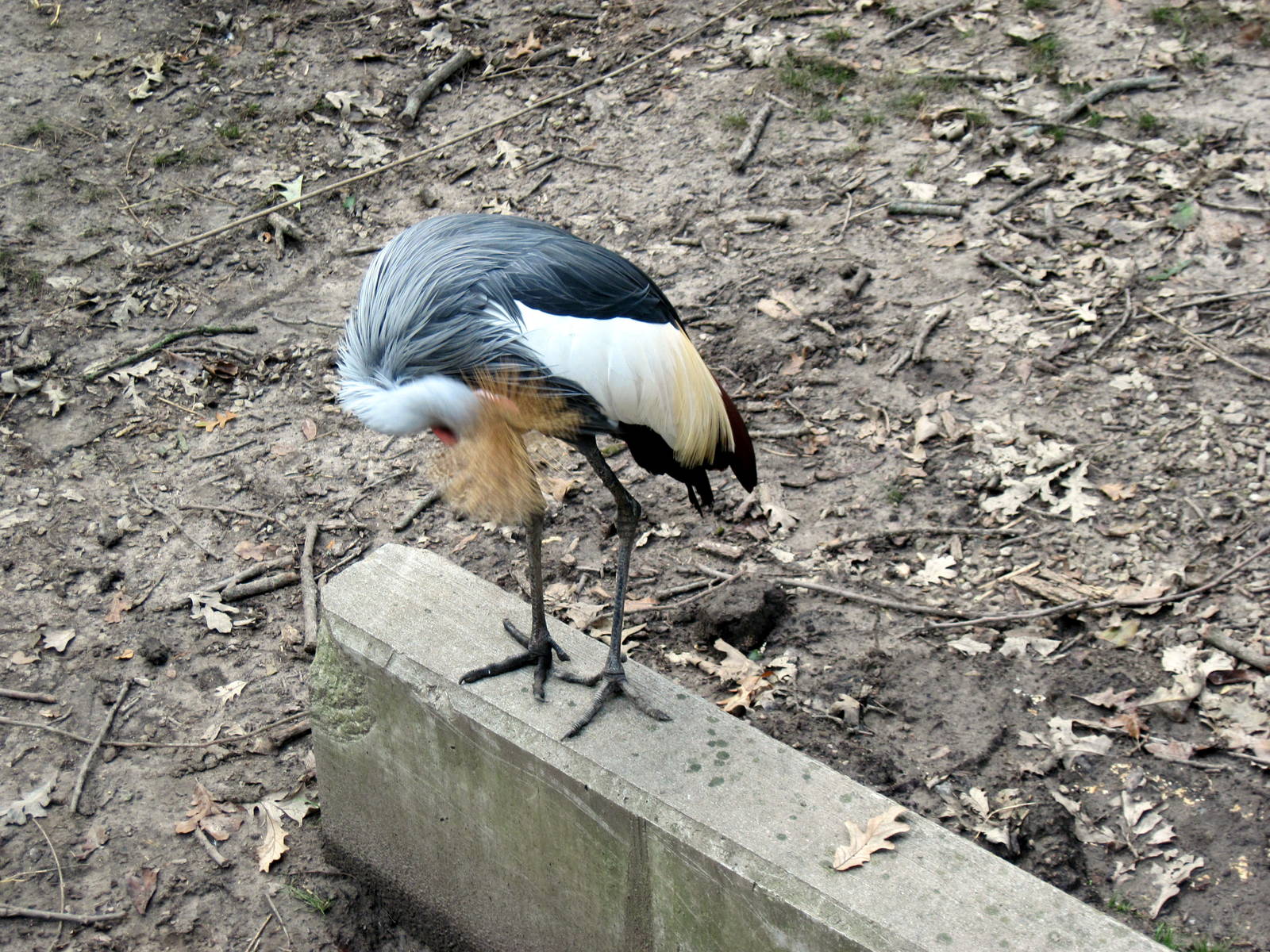 Africa-African Crowned Crane