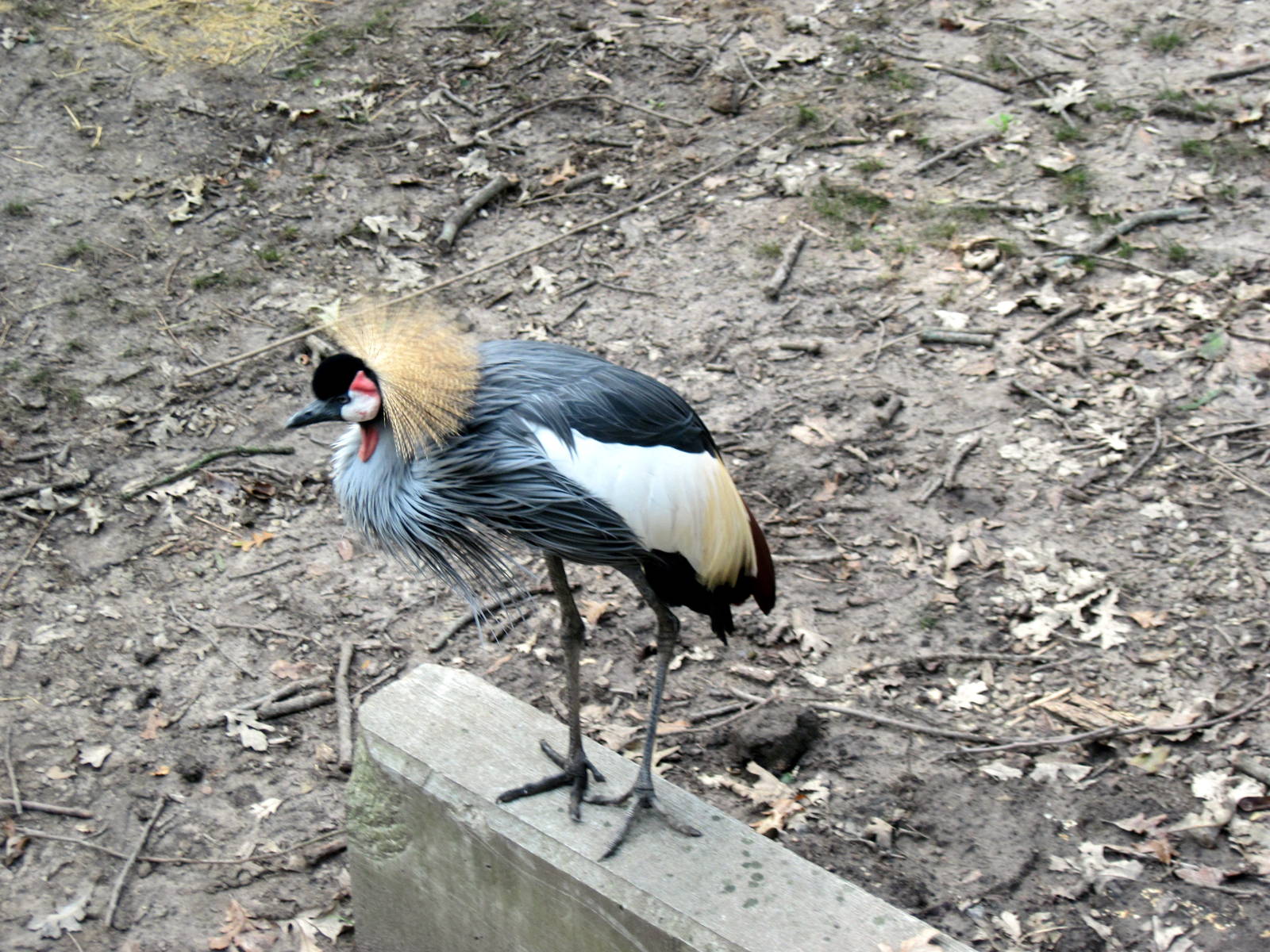 Africa-African Crowned Crane