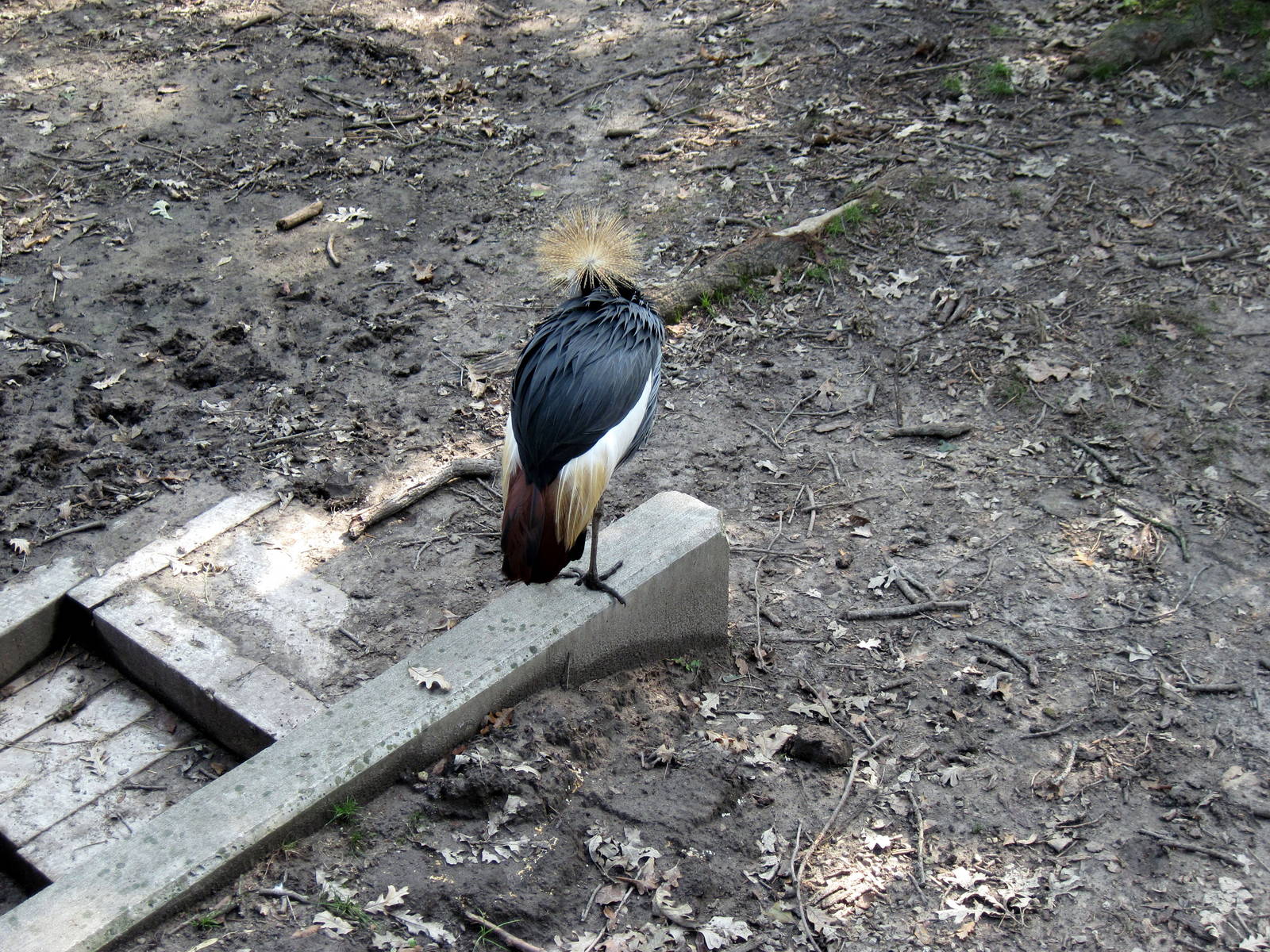 Africa-African Crowned Crane