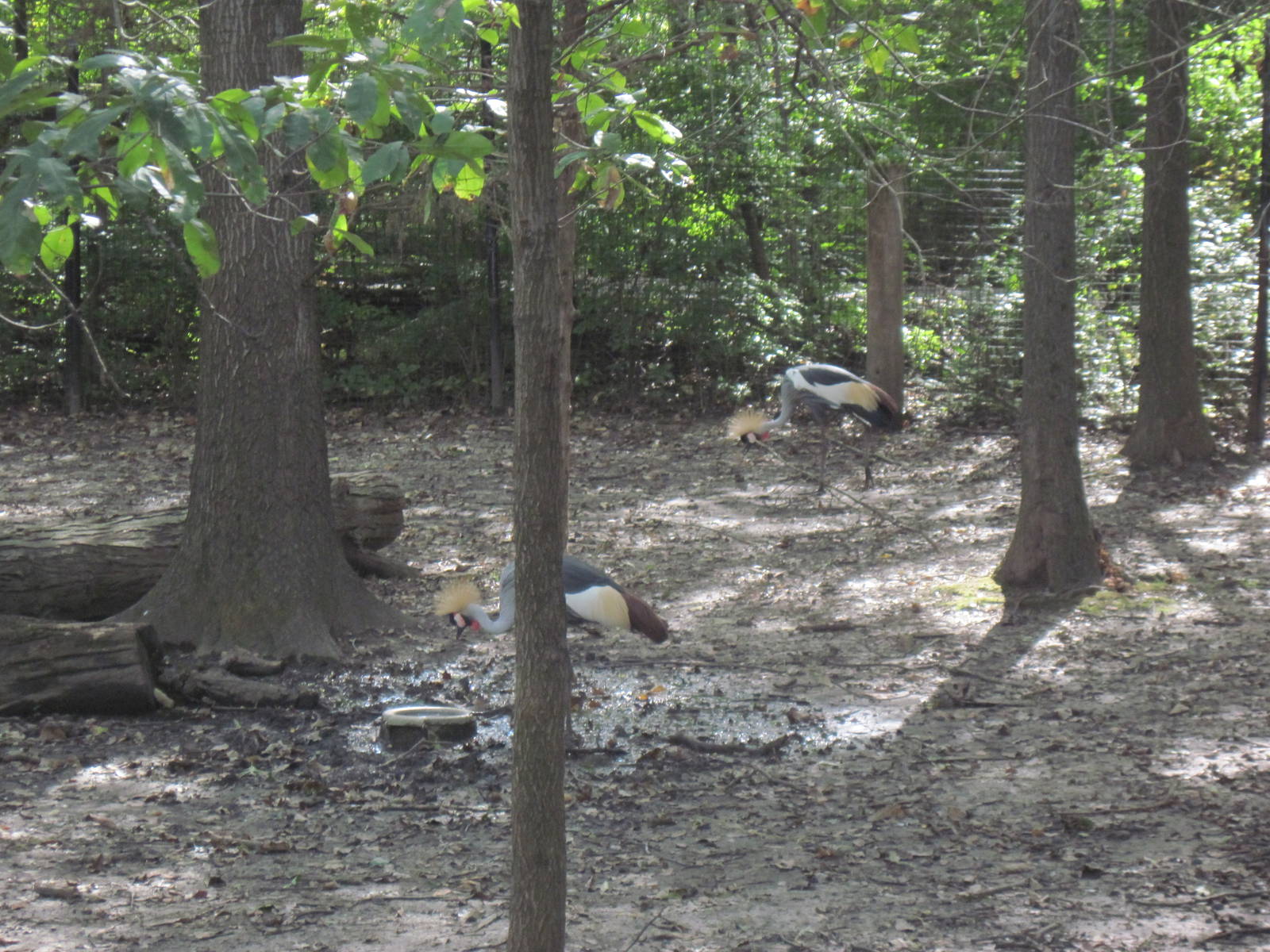 Africa-African Crowned Crane