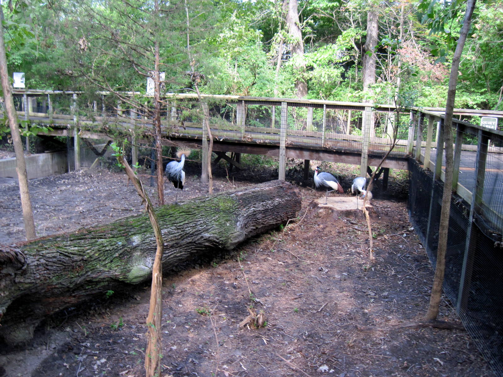 Africa-African Crowned Cranes