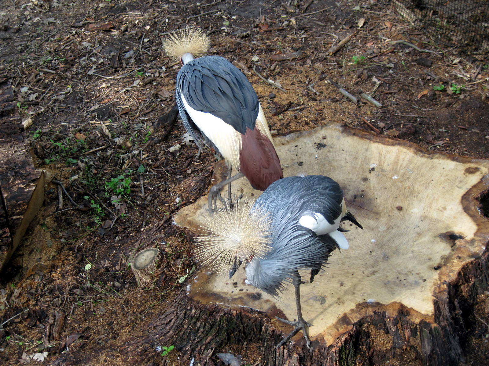 Africa-African Crowned Cranes
