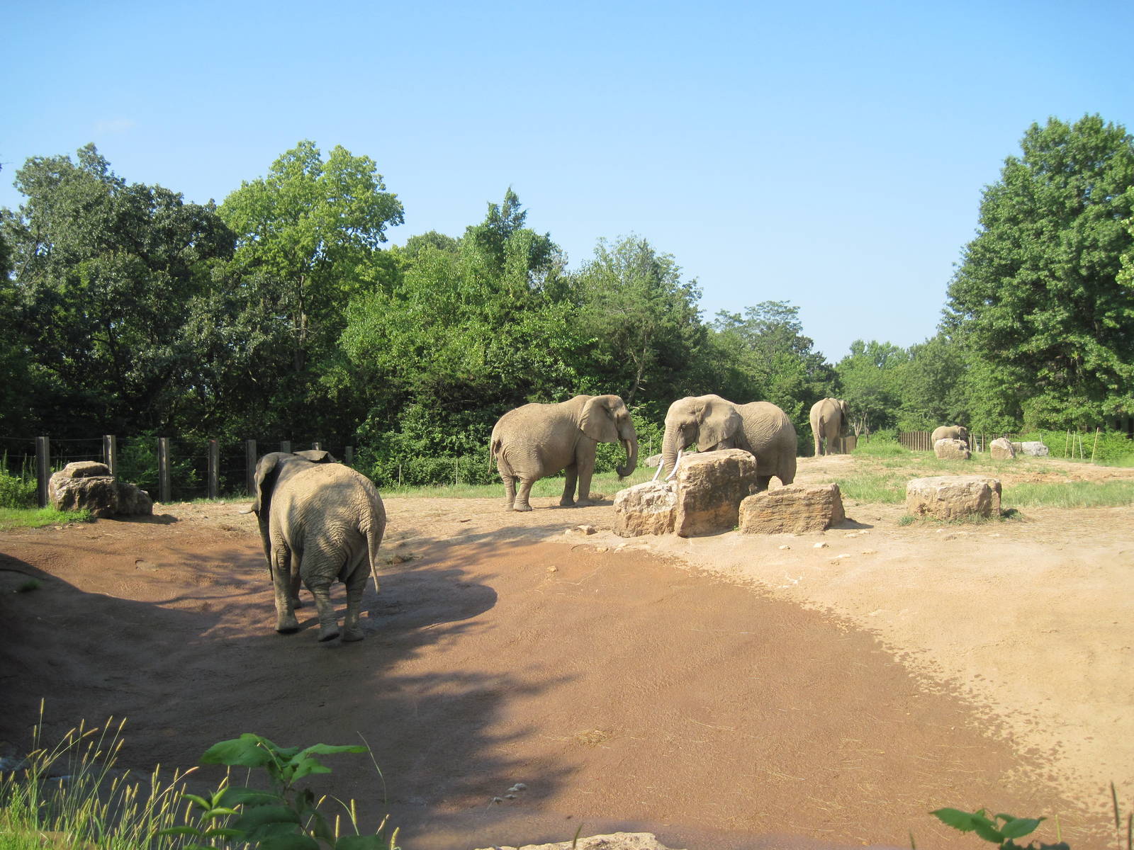 Africa-African Elephant Exhibit