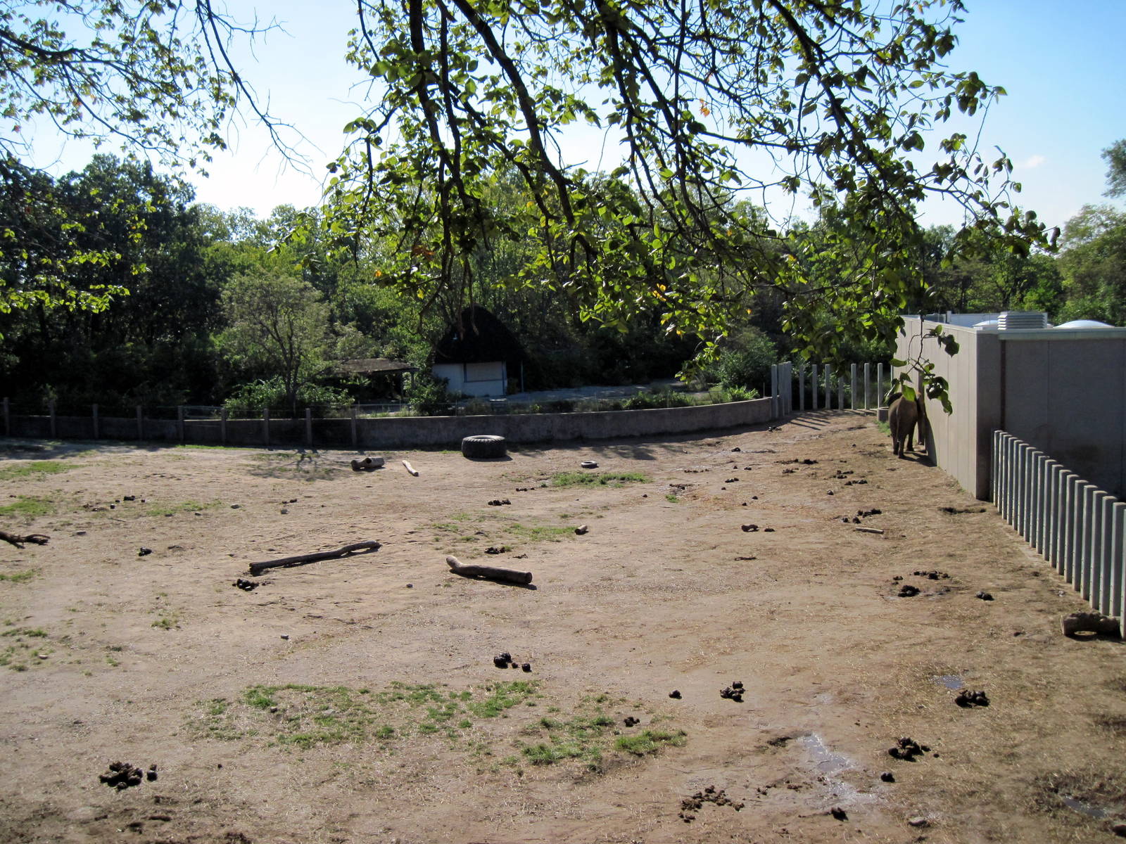 Africa-African Elephant Exhibit