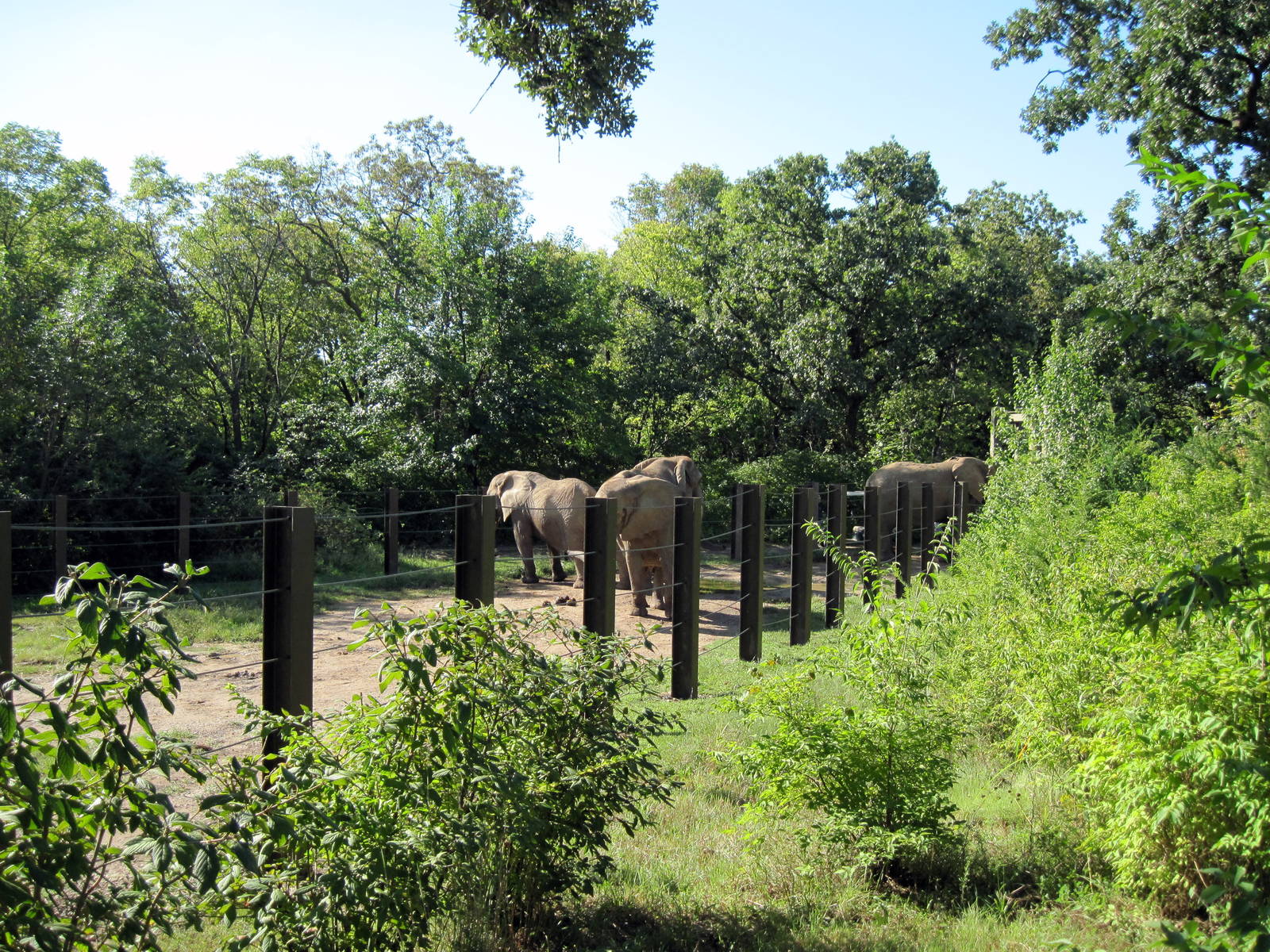 Africa-African Elephant Exhibit