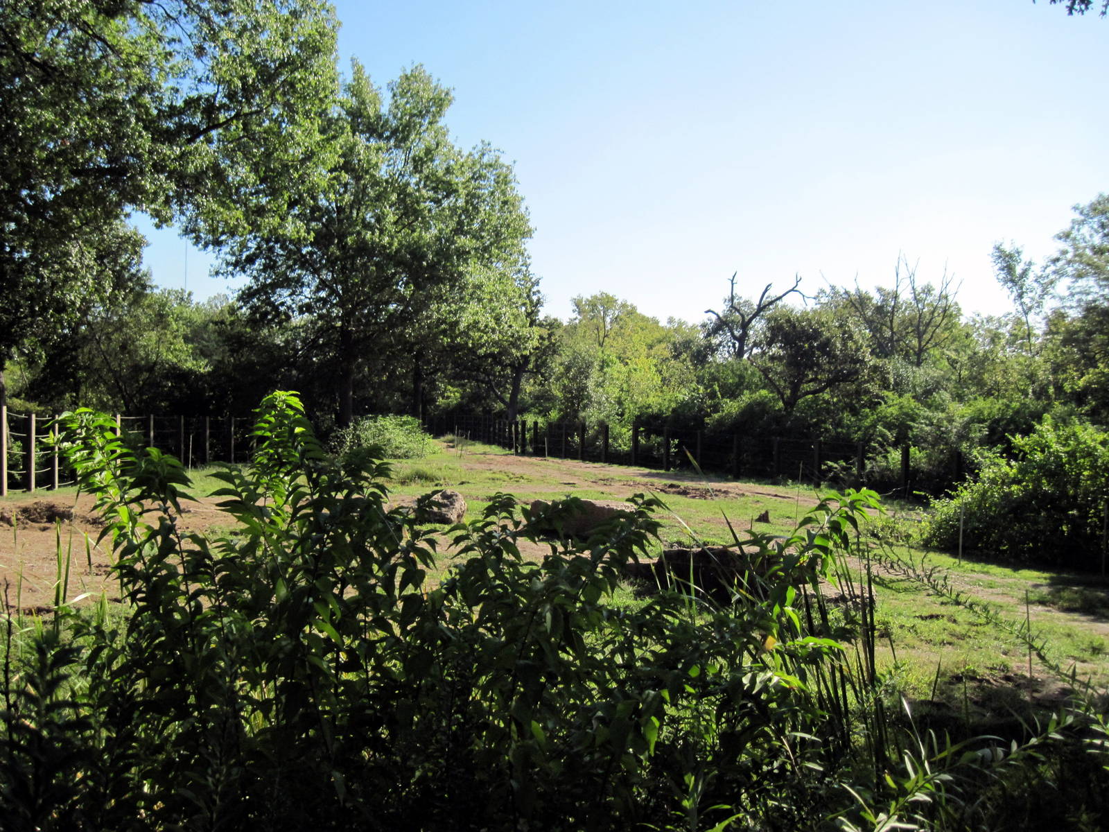 Africa-African Elephant Exhibit