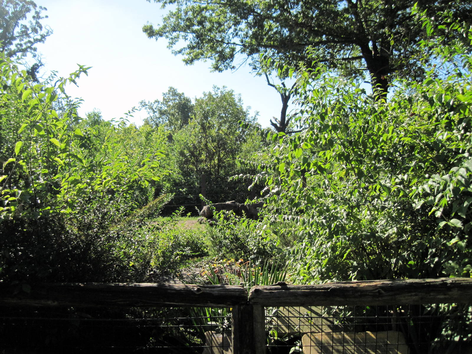 Africa-African Elephant Exhibit