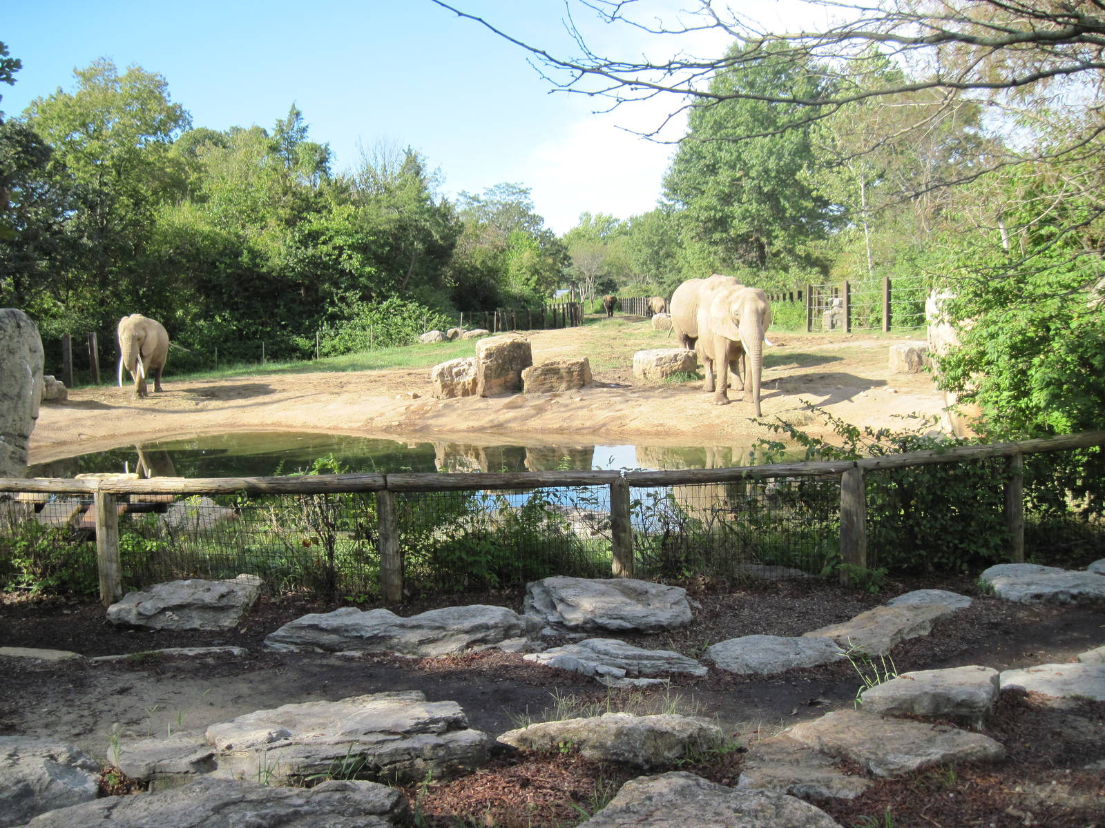 Africa-African Elephant Exhibit