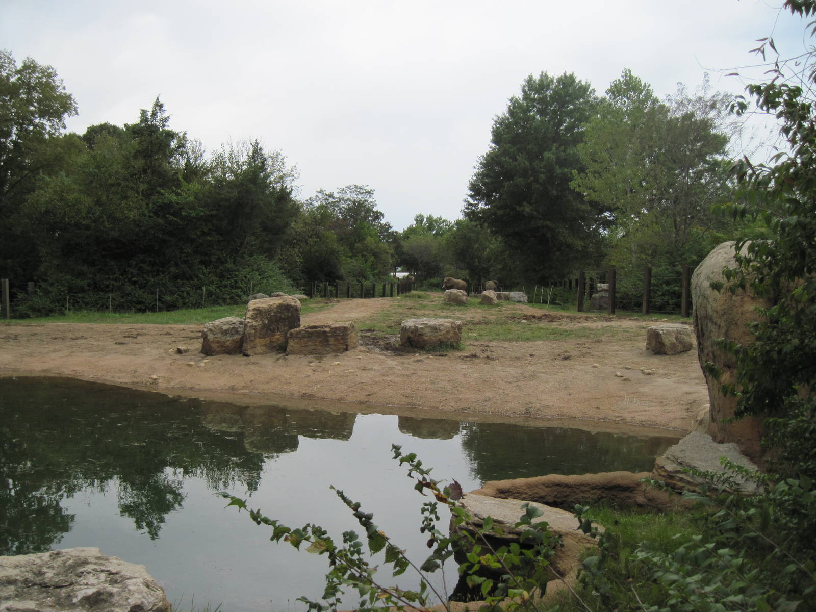 Africa-African Elephant Exhibit