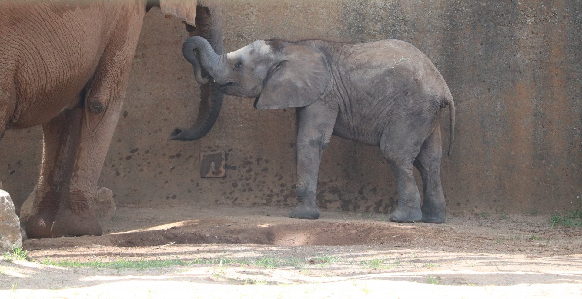 Africa - African Elephant - Fitz