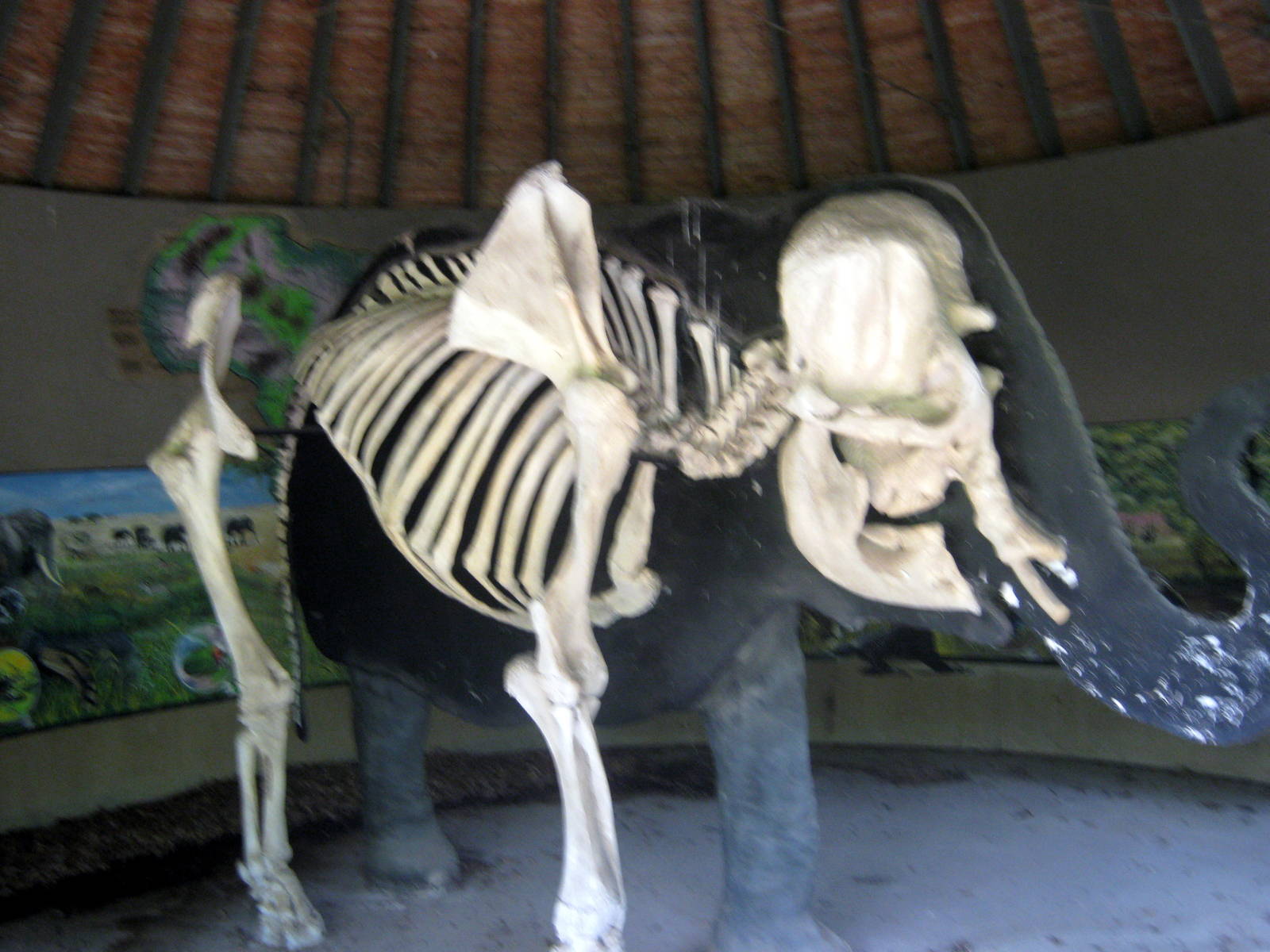 Africa-African Elephant Skeleton