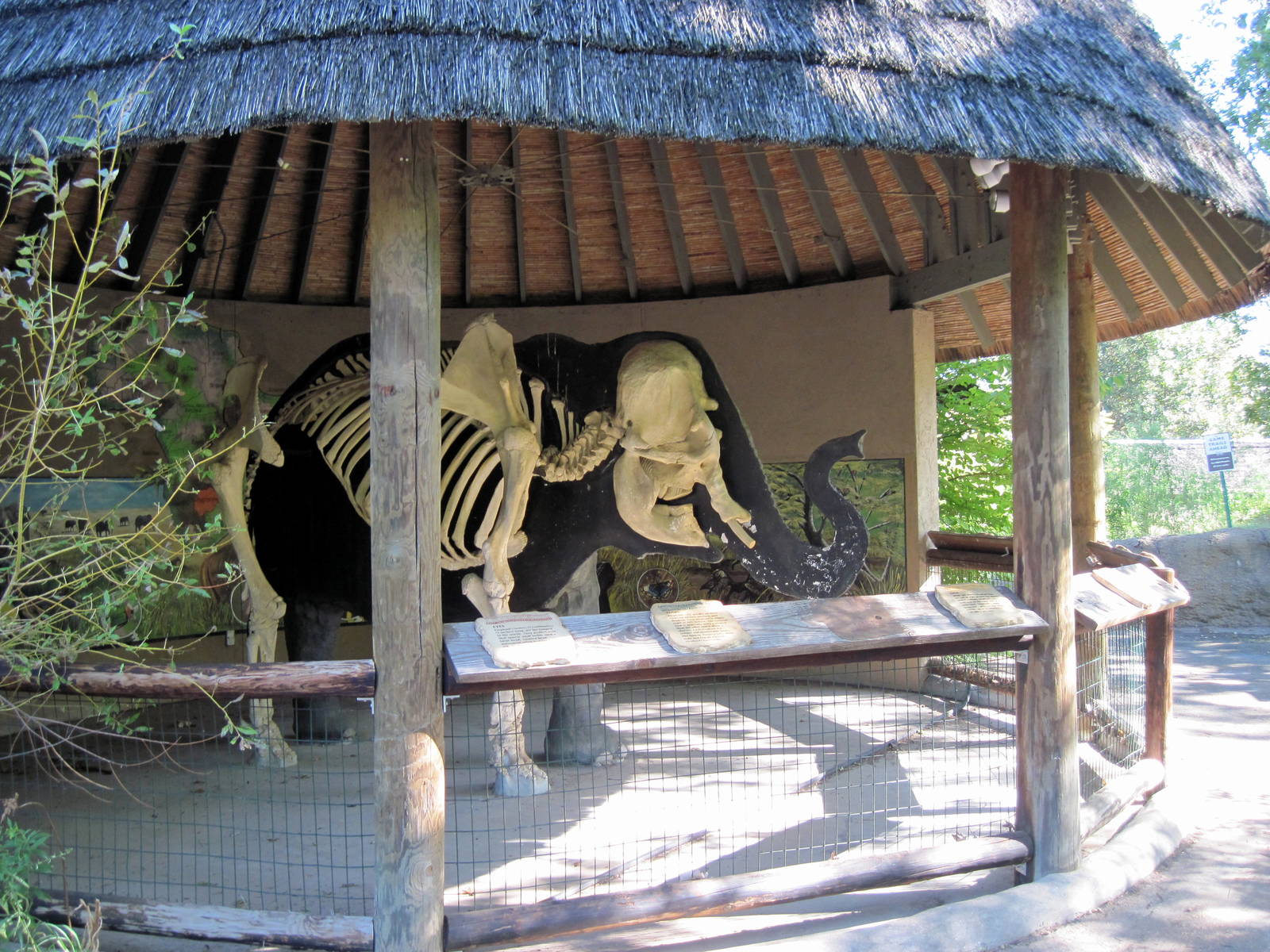 Africa-African Elephant Skeleton