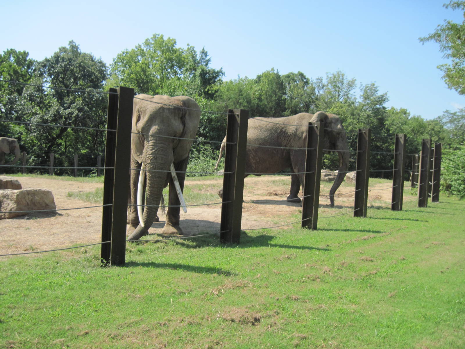 Africa-African Elephant