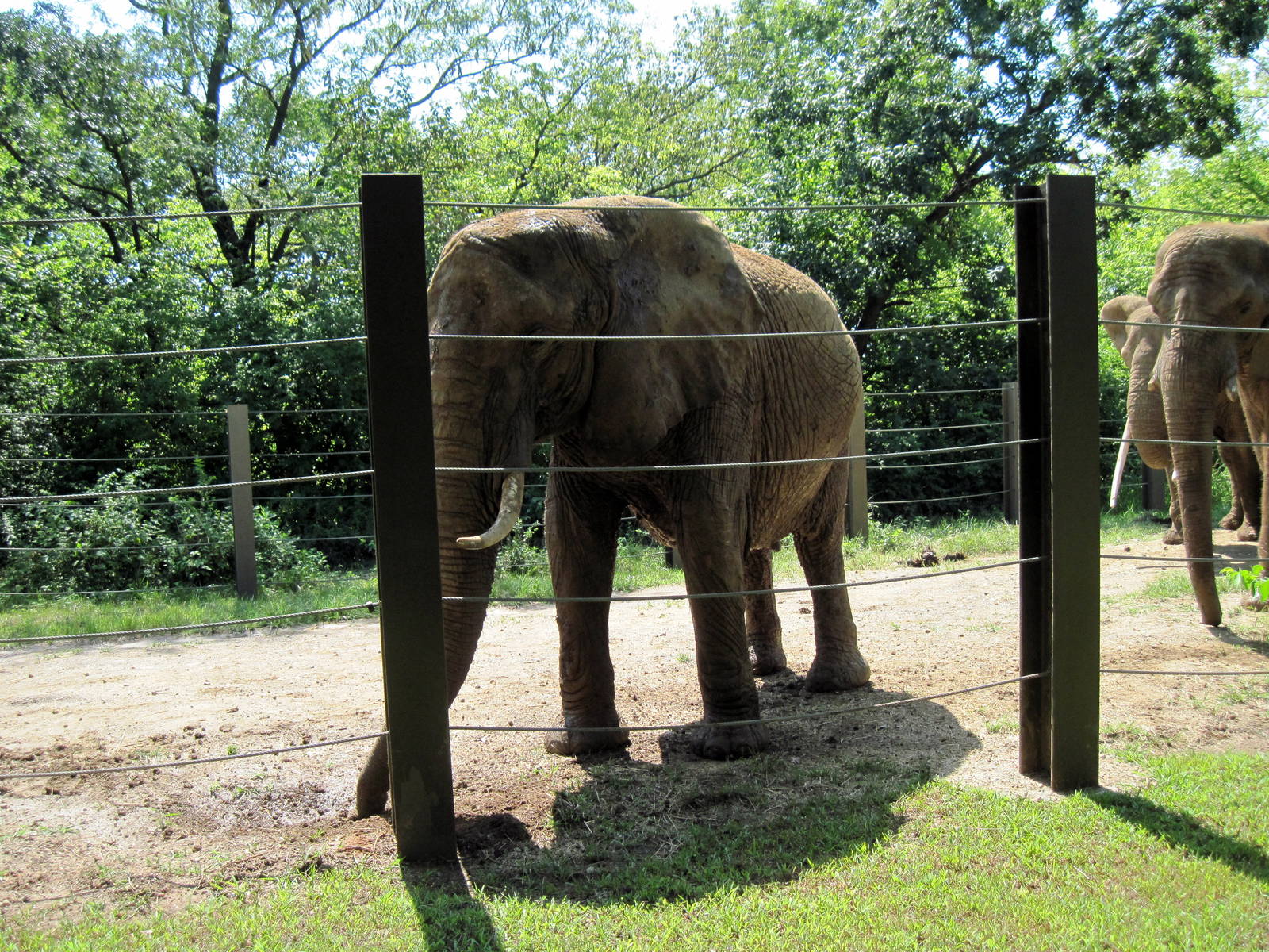 Africa-African Elephant