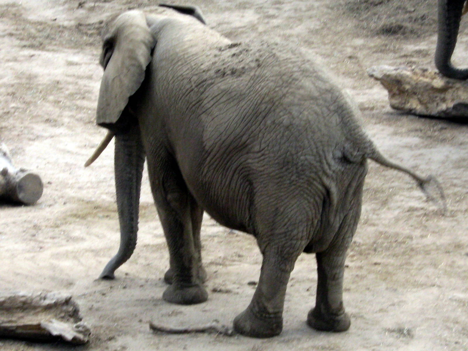 Africa-African Elephant
