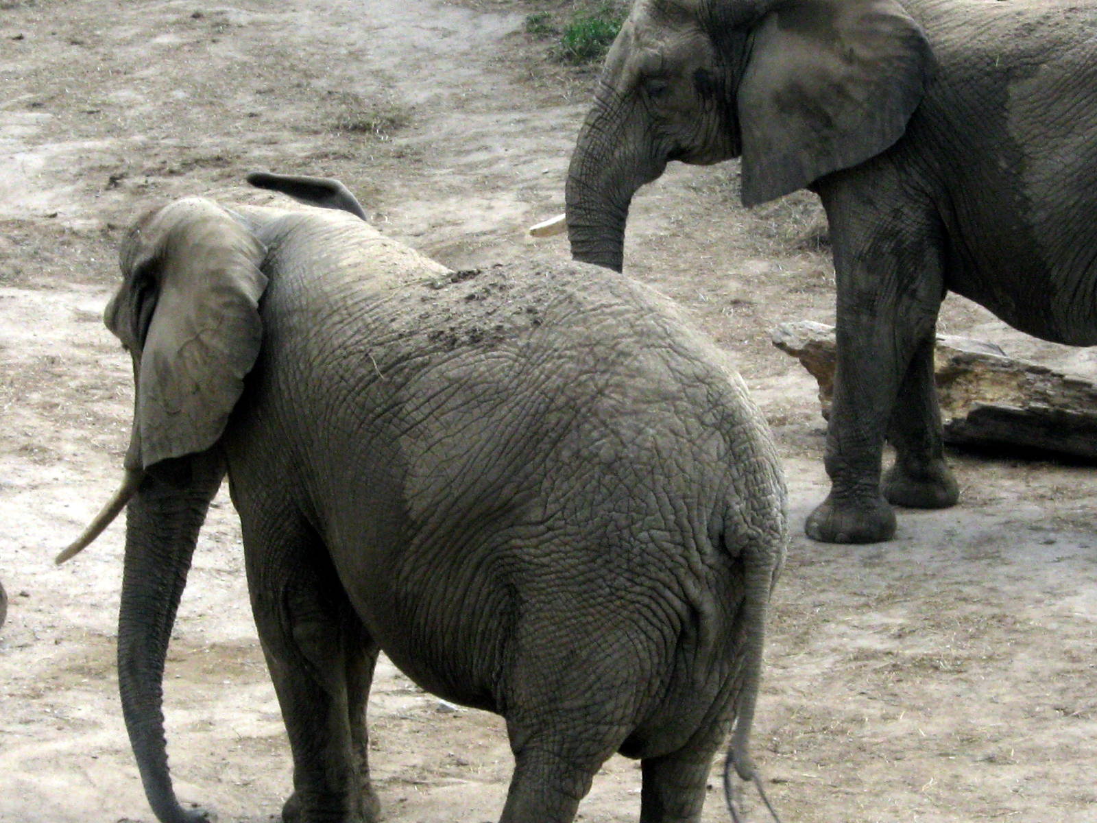 Africa-African Elephant