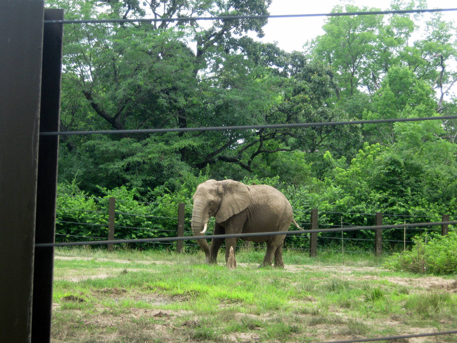 Africa-African Elephant