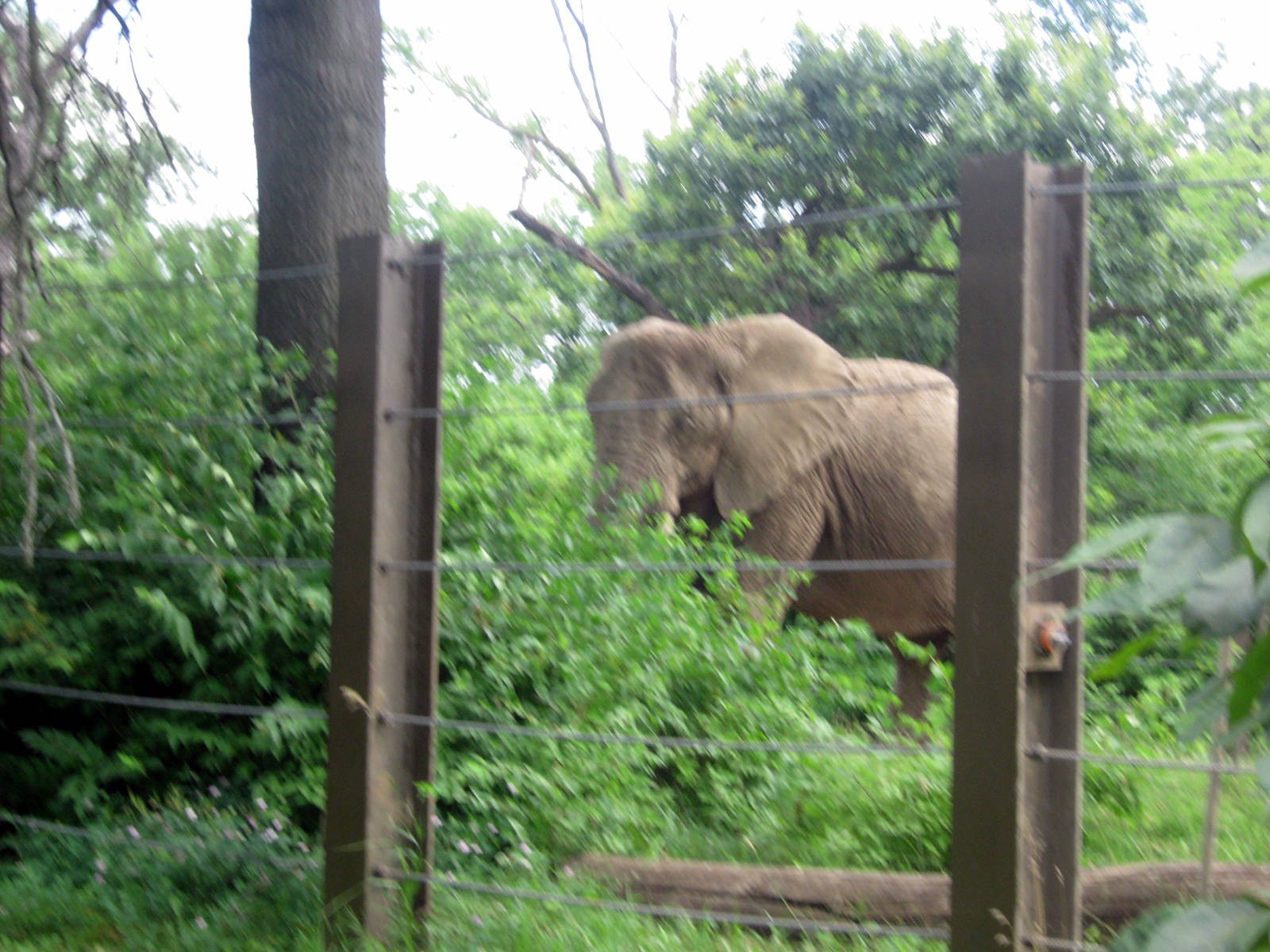 Africa-African Elephant