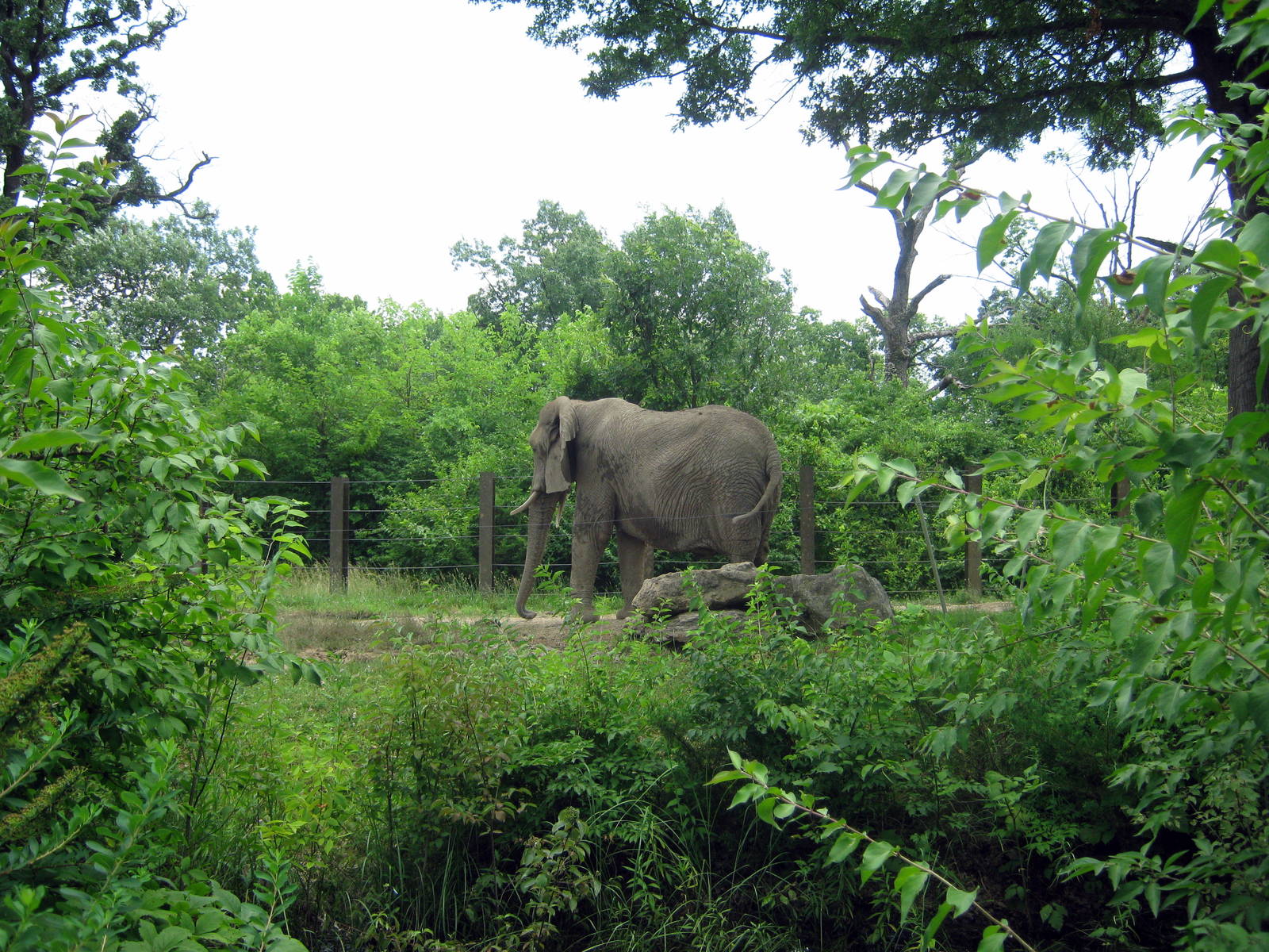 Africa-African Elephant