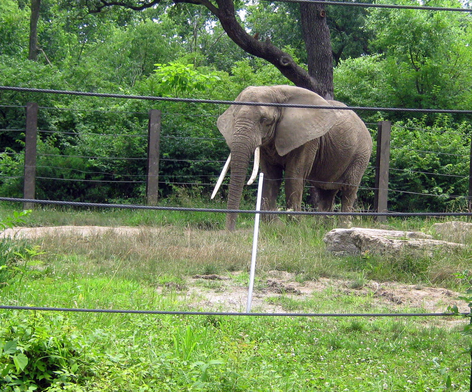 Africa-African Elephant